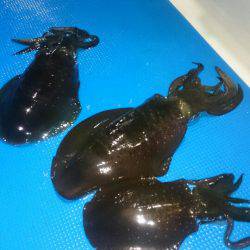 第三共栄丸 釣果