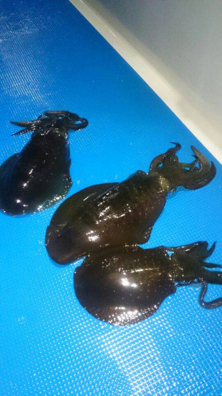 第三共栄丸 釣果