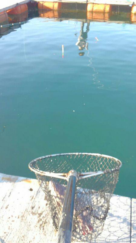 海の釣堀 海恵 釣果