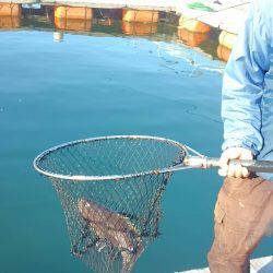 海の釣堀 海恵 釣果