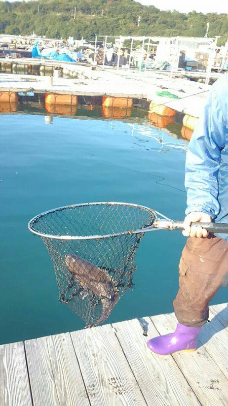 海の釣堀 海恵 釣果