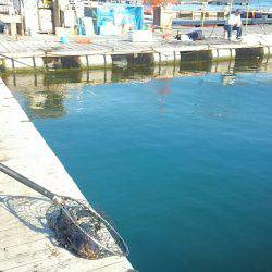 海の釣堀 海恵 釣果