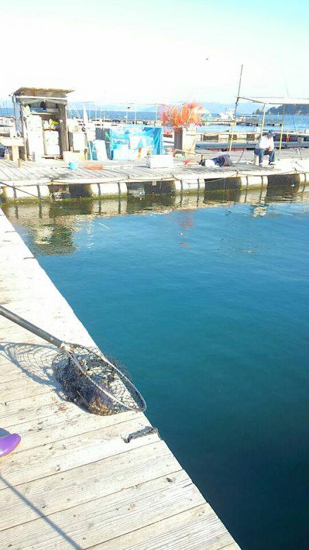 海の釣堀 海恵 釣果