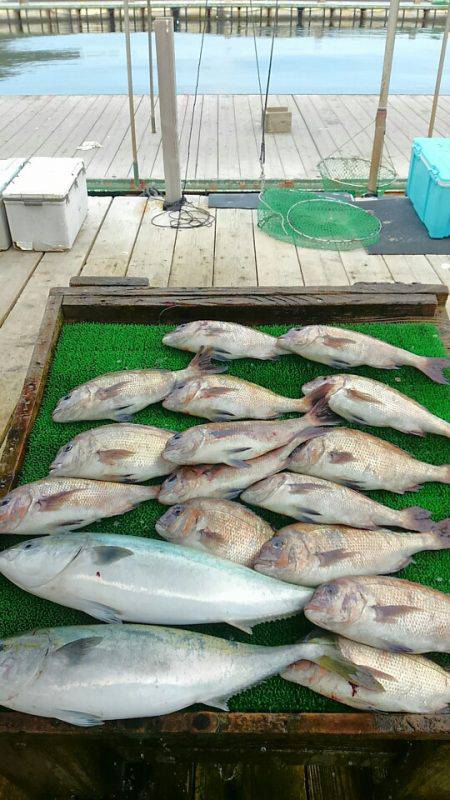 海の釣堀 海恵 釣果