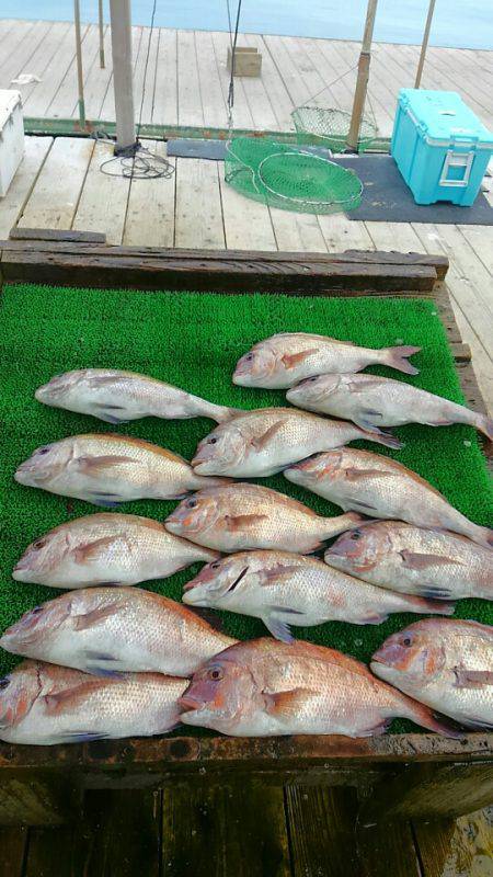 海の釣堀 海恵 釣果