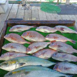 海の釣堀 海恵 釣果