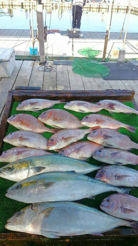 海の釣堀 海恵 釣果