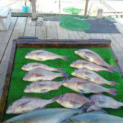 海の釣堀 海恵 釣果