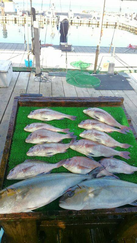 海の釣堀 海恵 釣果