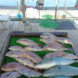 海の釣堀 海恵 釣果