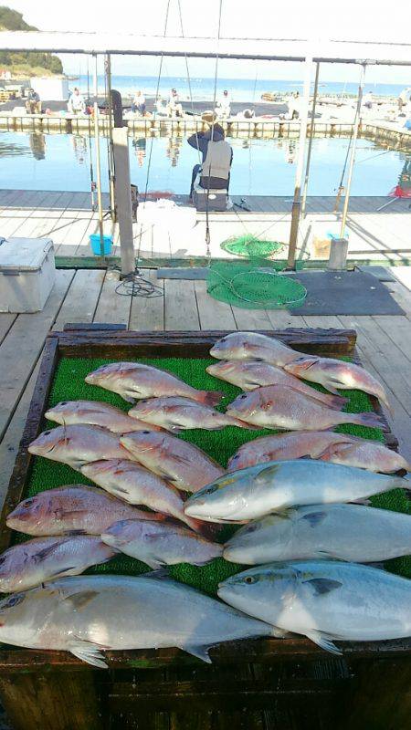 海の釣堀 海恵 釣果