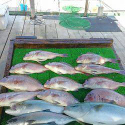 海の釣堀 海恵 釣果