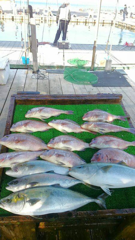 海の釣堀 海恵 釣果