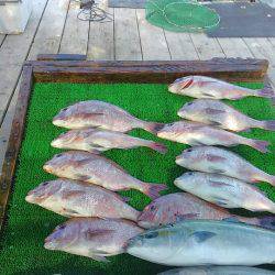 海の釣堀 海恵 釣果