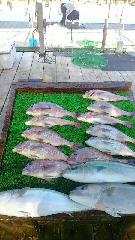 海の釣堀 海恵 釣果