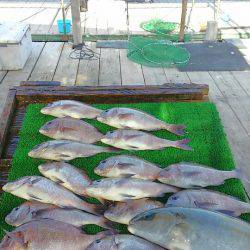海の釣堀 海恵 釣果