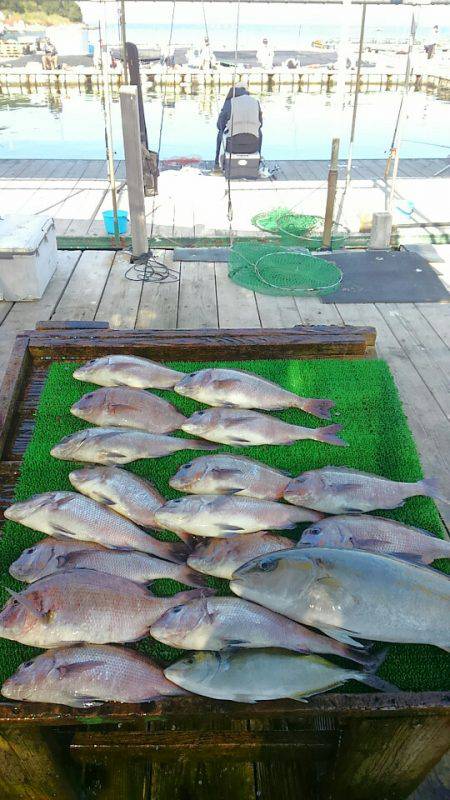 海の釣堀 海恵 釣果