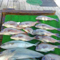 海の釣堀 海恵 釣果