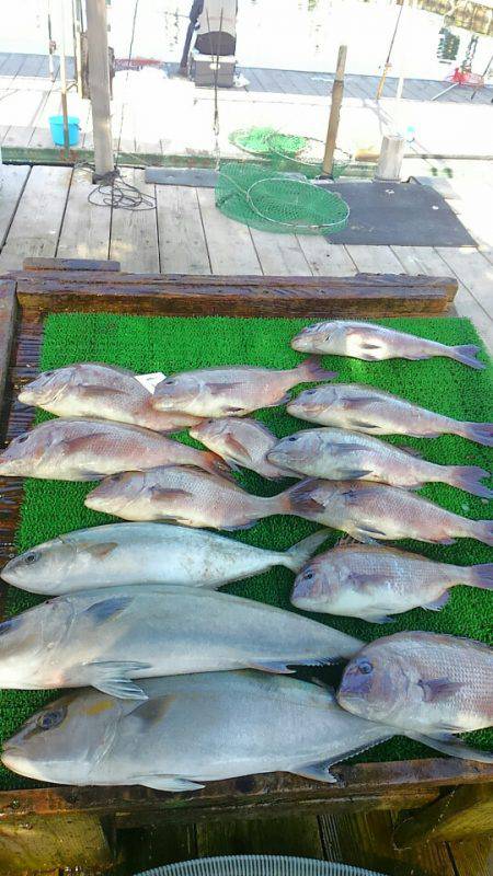 海の釣堀 海恵 釣果