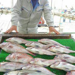 海の釣堀 海恵 釣果