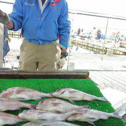 海の釣堀 海恵 釣果