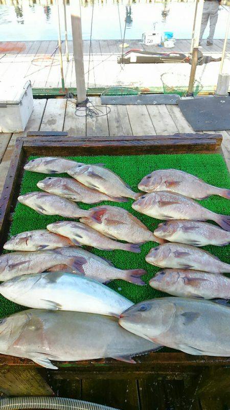 海の釣堀 海恵 釣果