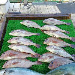 海の釣堀 海恵 釣果