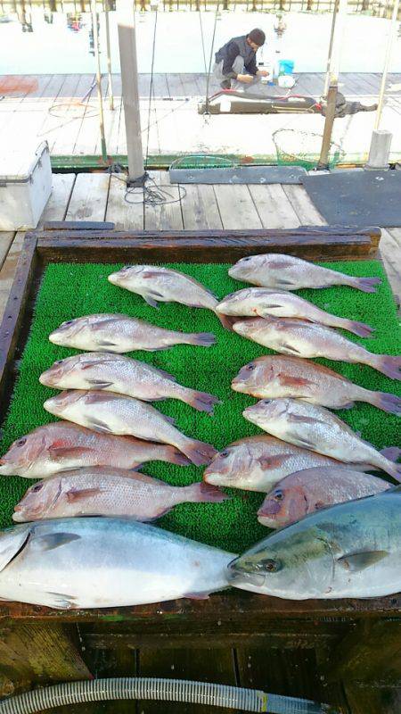 海の釣堀 海恵 釣果