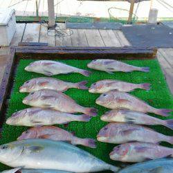 海の釣堀 海恵 釣果
