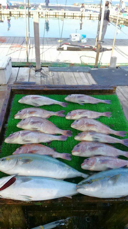 海の釣堀 海恵 釣果