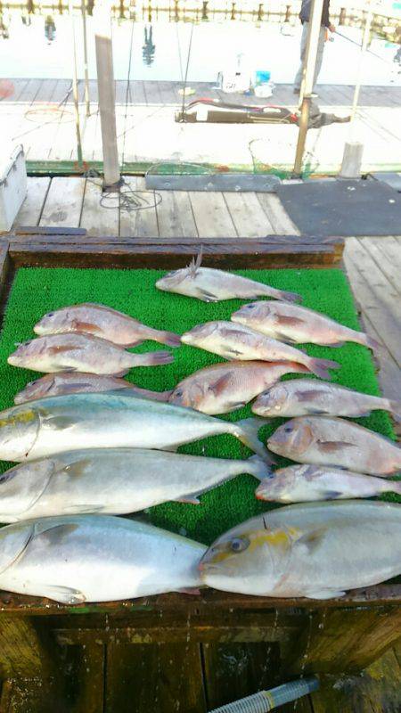 海の釣堀 海恵 釣果