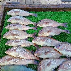 海の釣堀 海恵 釣果