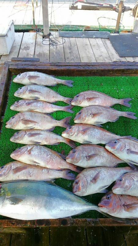 海の釣堀 海恵 釣果