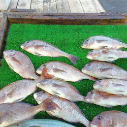 海の釣堀 海恵 釣果