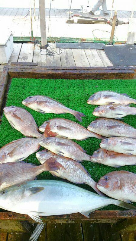 海の釣堀 海恵 釣果