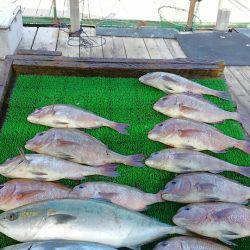 海の釣堀 海恵 釣果