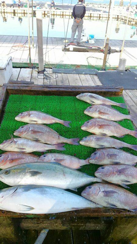 海の釣堀 海恵 釣果
