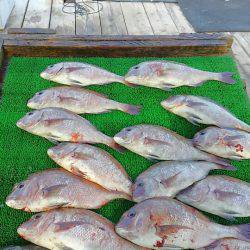 海の釣堀 海恵 釣果
