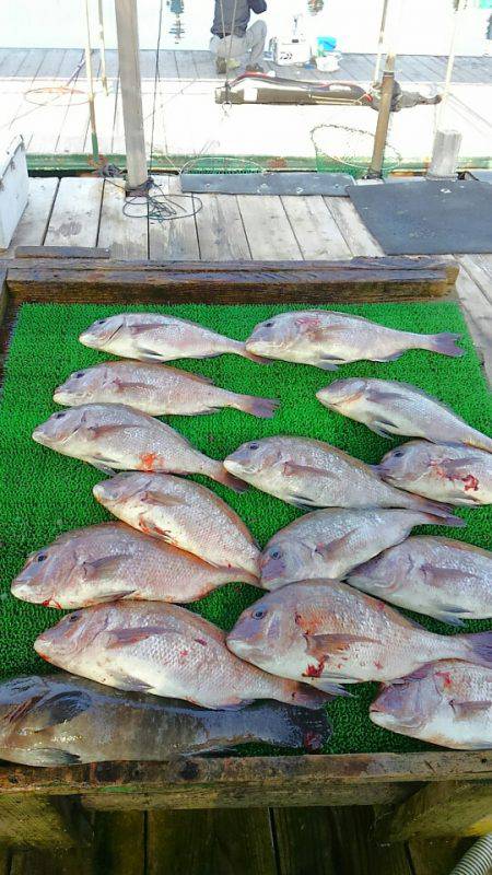 海の釣堀 海恵 釣果