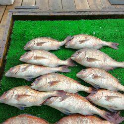 海の釣堀 海恵 釣果