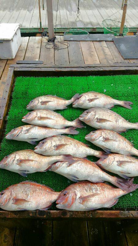海の釣堀 海恵 釣果
