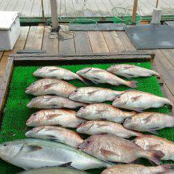 海の釣堀 海恵 釣果