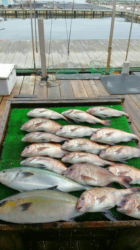 海の釣堀 海恵 釣果