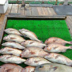 海の釣堀 海恵 釣果