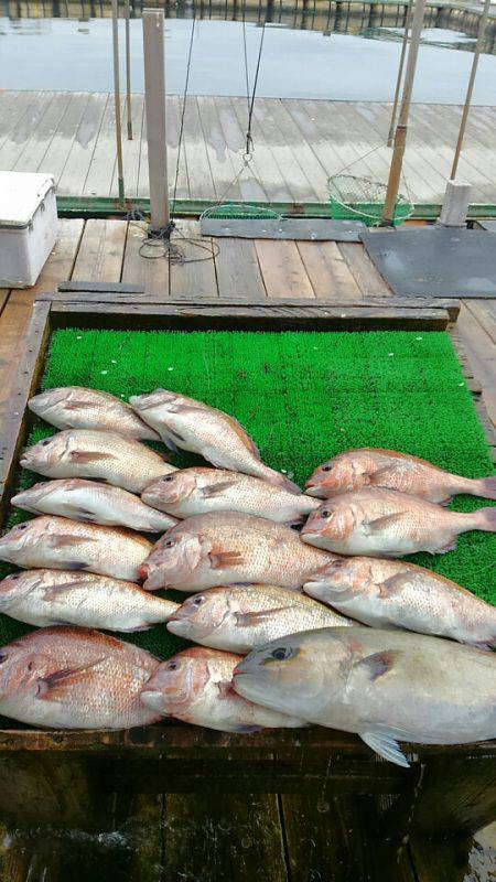 海の釣堀 海恵 釣果