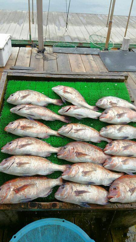 海の釣堀 海恵 釣果