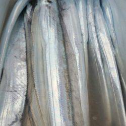 金沢八景鴨下丸 釣果