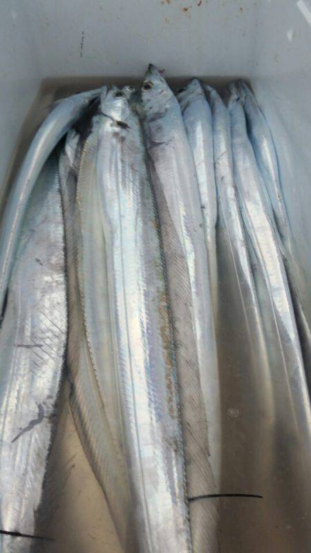 金沢八景鴨下丸 釣果