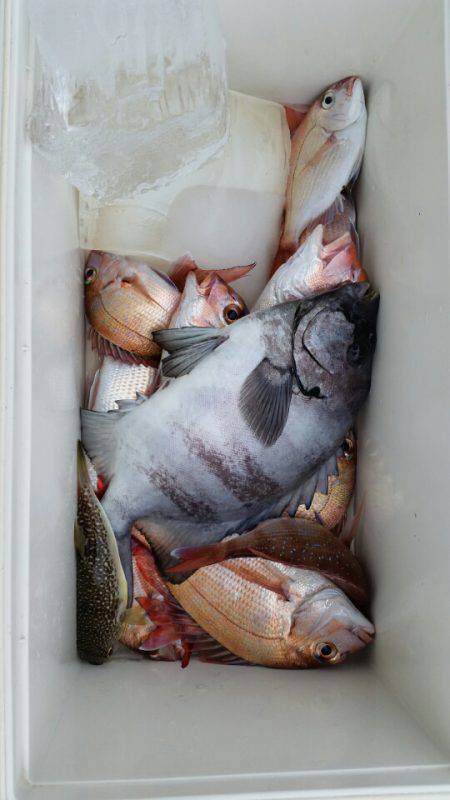 富士丸 釣果