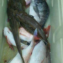 サンマリン 釣果